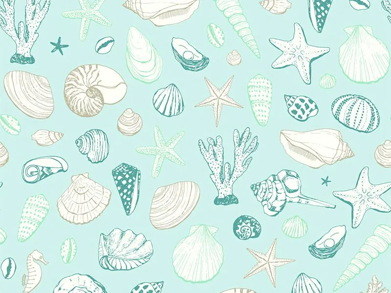 10-Island Exclusive Beach Shell Collecting-01